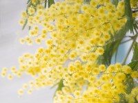 UniMC per la Giornata della donna
